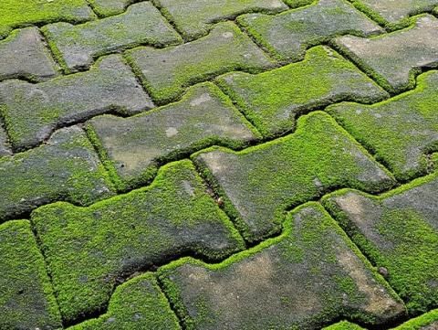 groene aanslag mos verwijderen