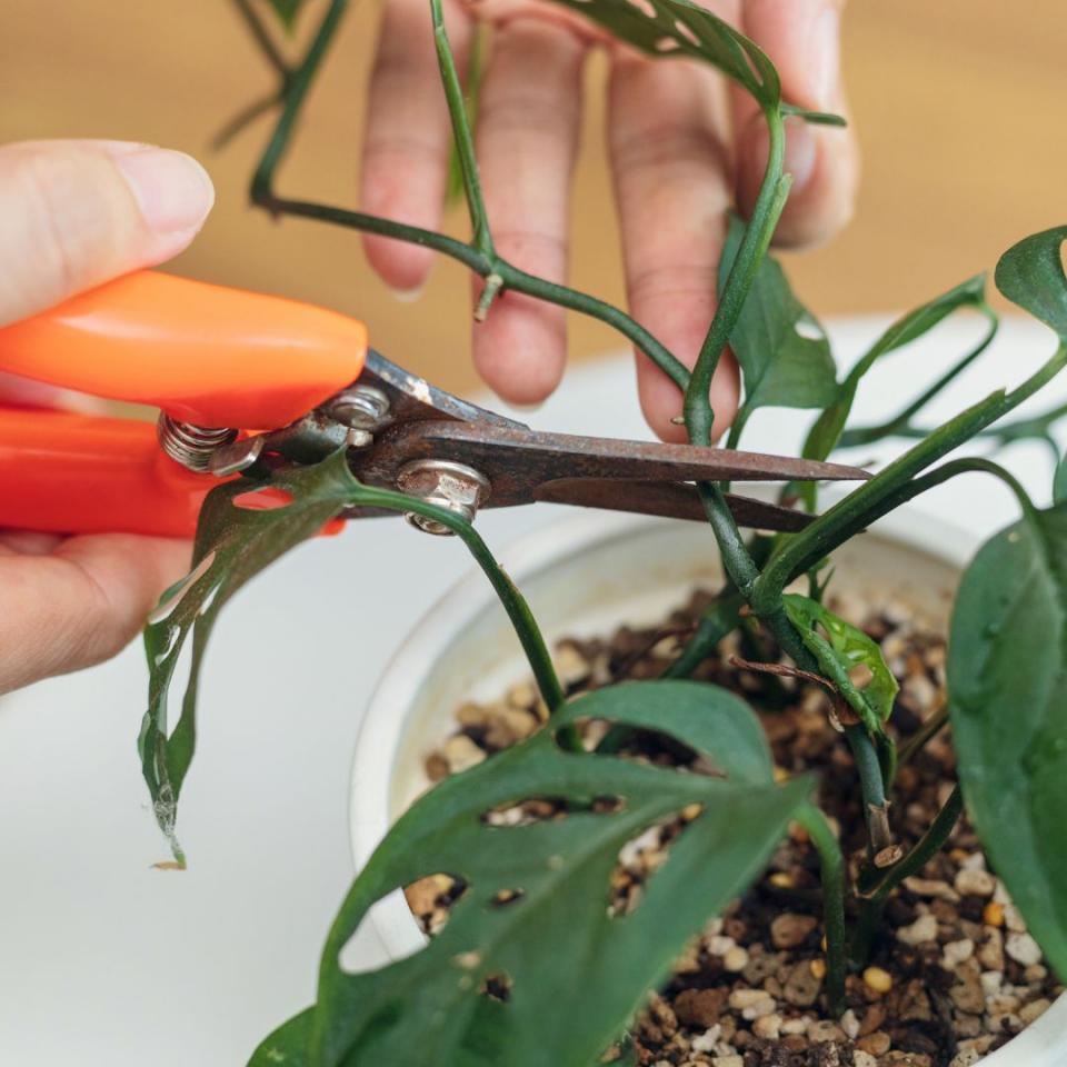 Propagate Learning Plant Propagation: Learn How to Propagate Plants | Love The Garden