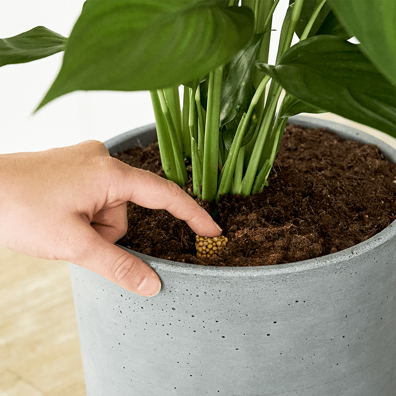 Scotts Osmocote for Indoor Plants Love The Garden