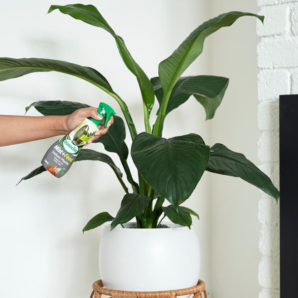 Scotts Osmocote for Indoor Plants Love The Garden