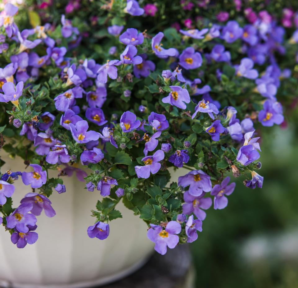 traagheid stijl Altijd 10 winterharde hangplanten voor buiten | Ilovemygarden