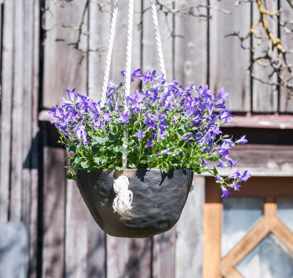 voor mij lijden Het pad 10 winterharde hangplanten voor buiten | Ilovemygarden