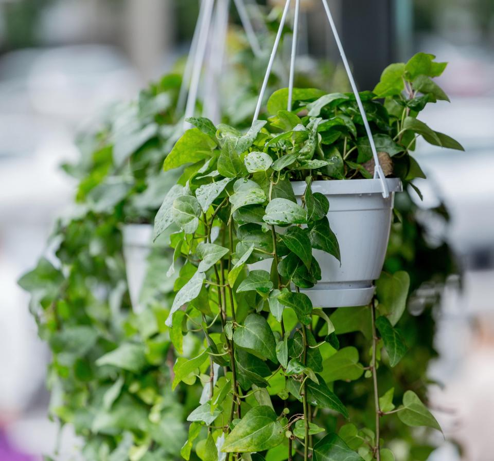 boezem Ongunstig Zichtbaar 10 winterharde hangplanten voor buiten | Ilovemygarden