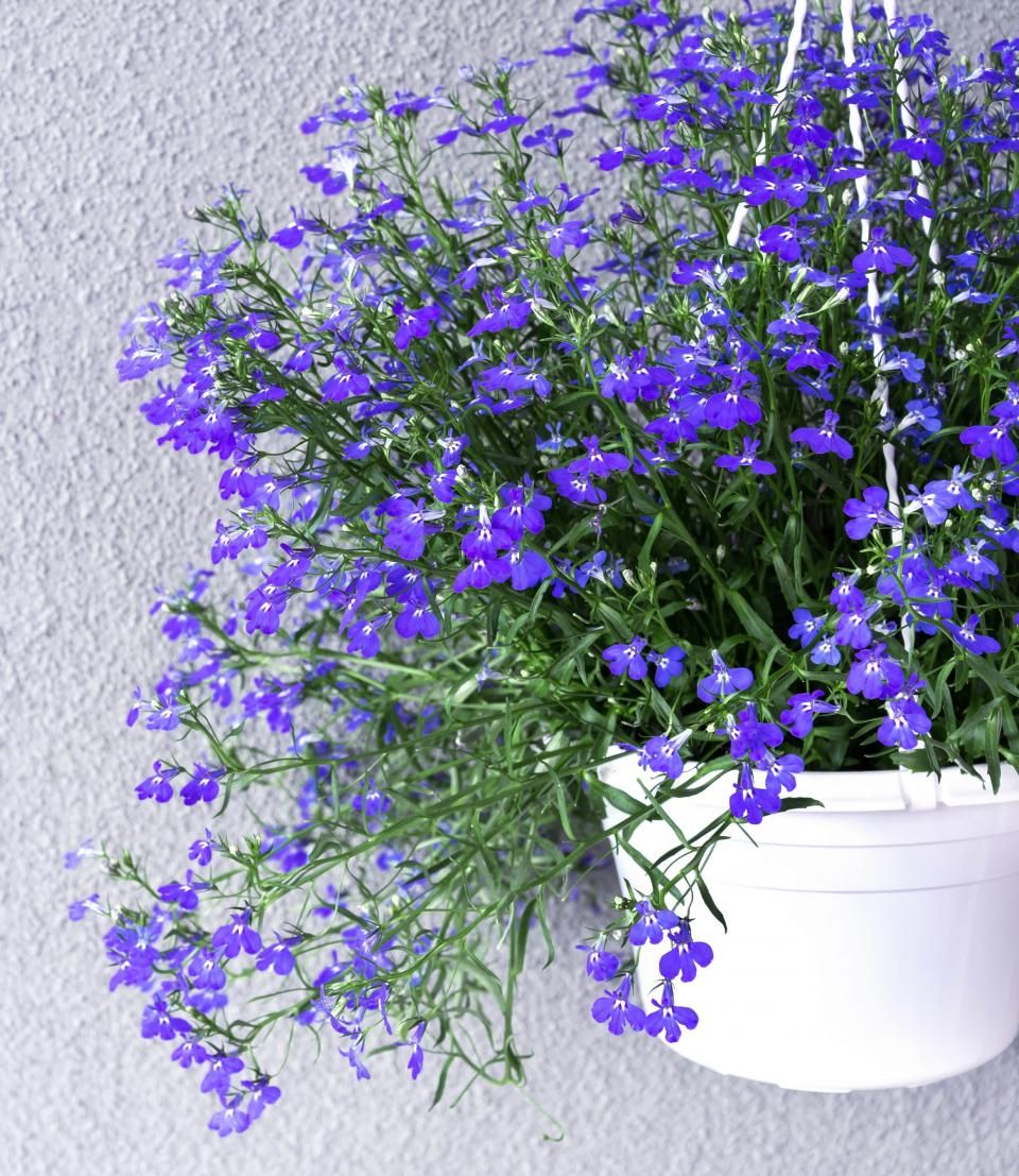 traagheid Vol Verdorde 10 winterharde hangplanten voor buiten | Ilovemygarden