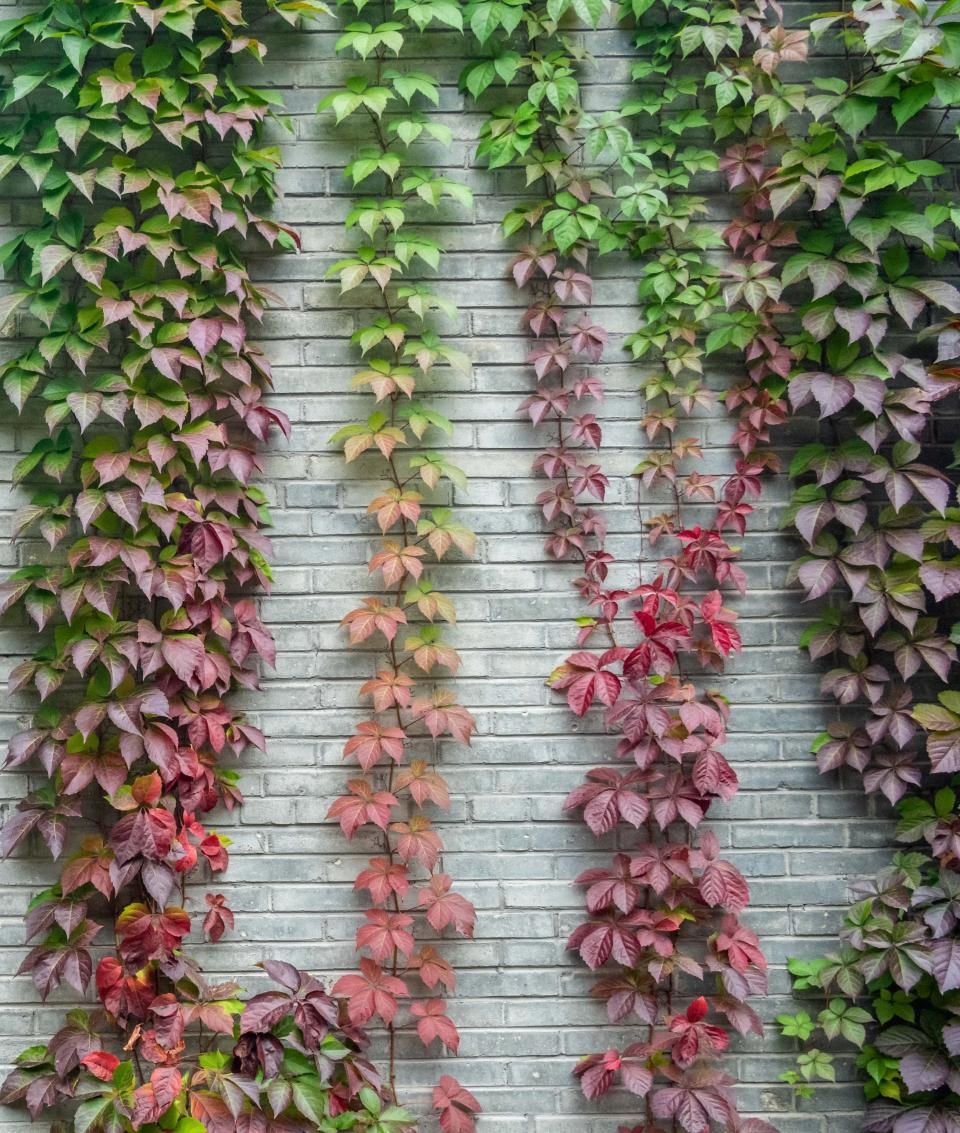 boezem Ongunstig Zichtbaar 10 winterharde hangplanten voor buiten | Ilovemygarden