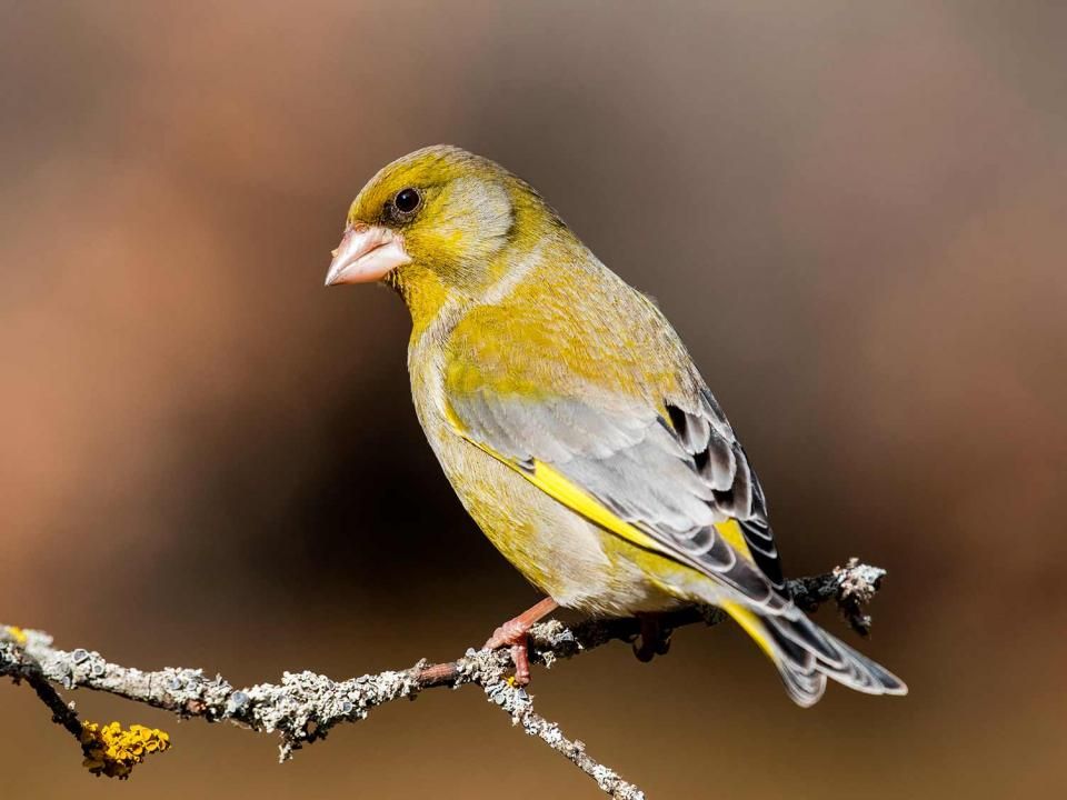 Yellow Finches Birds Yellow Finches Birds