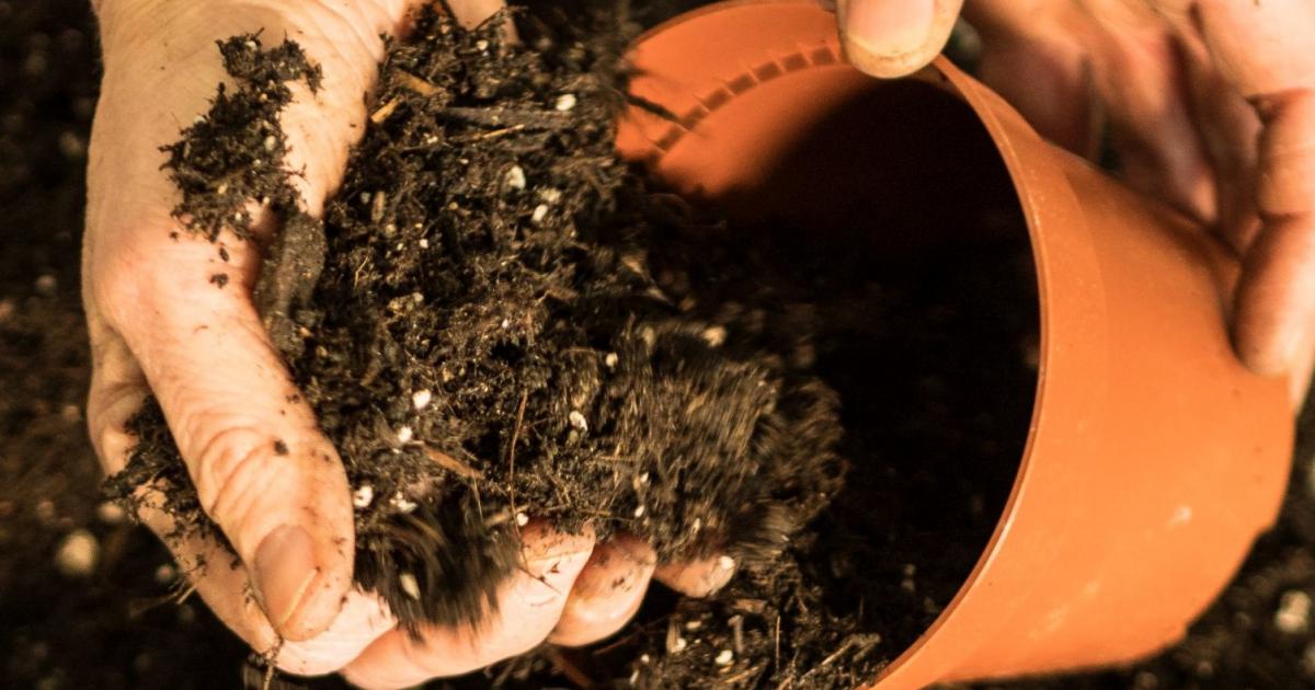 Schimmelbildung in der Blumenerde | Liebe Deinen Garten AT