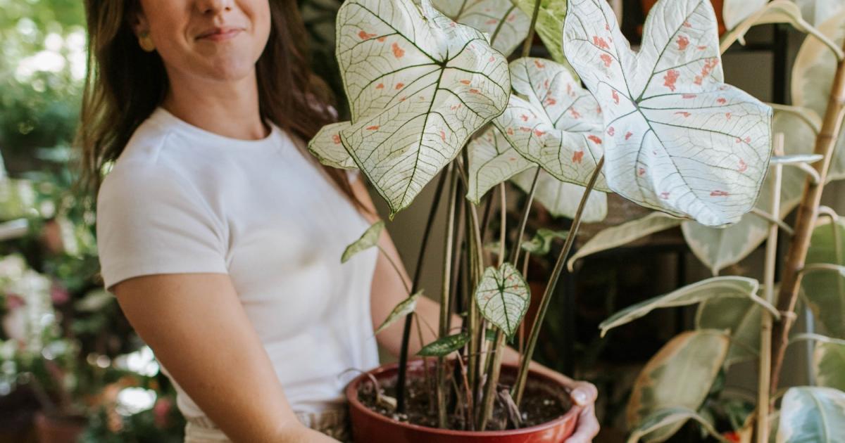 Engrais naturel : 10 façons de prendre soin de vos plantes et du