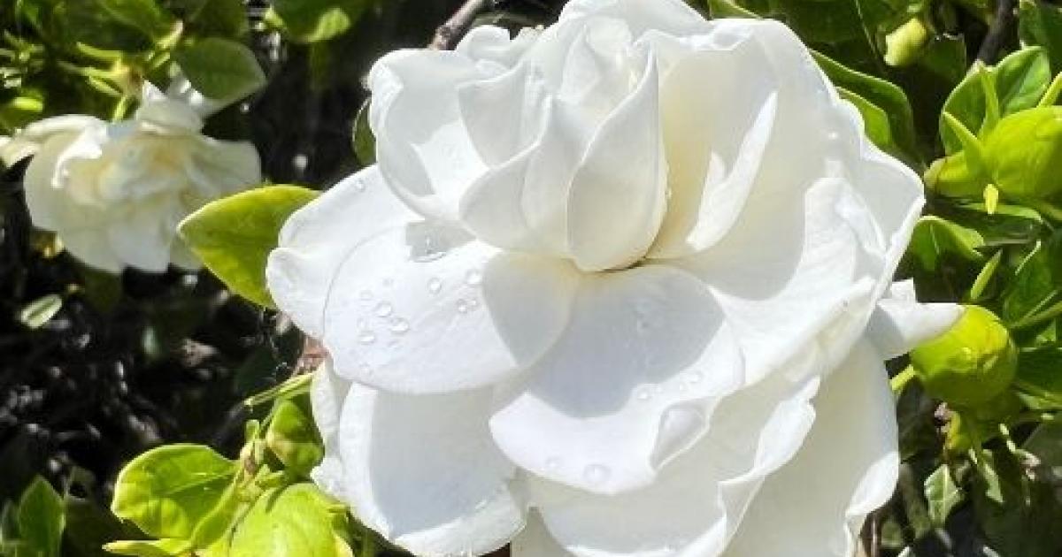 Gardenia FAQ's by Melissa King | Love The Garden