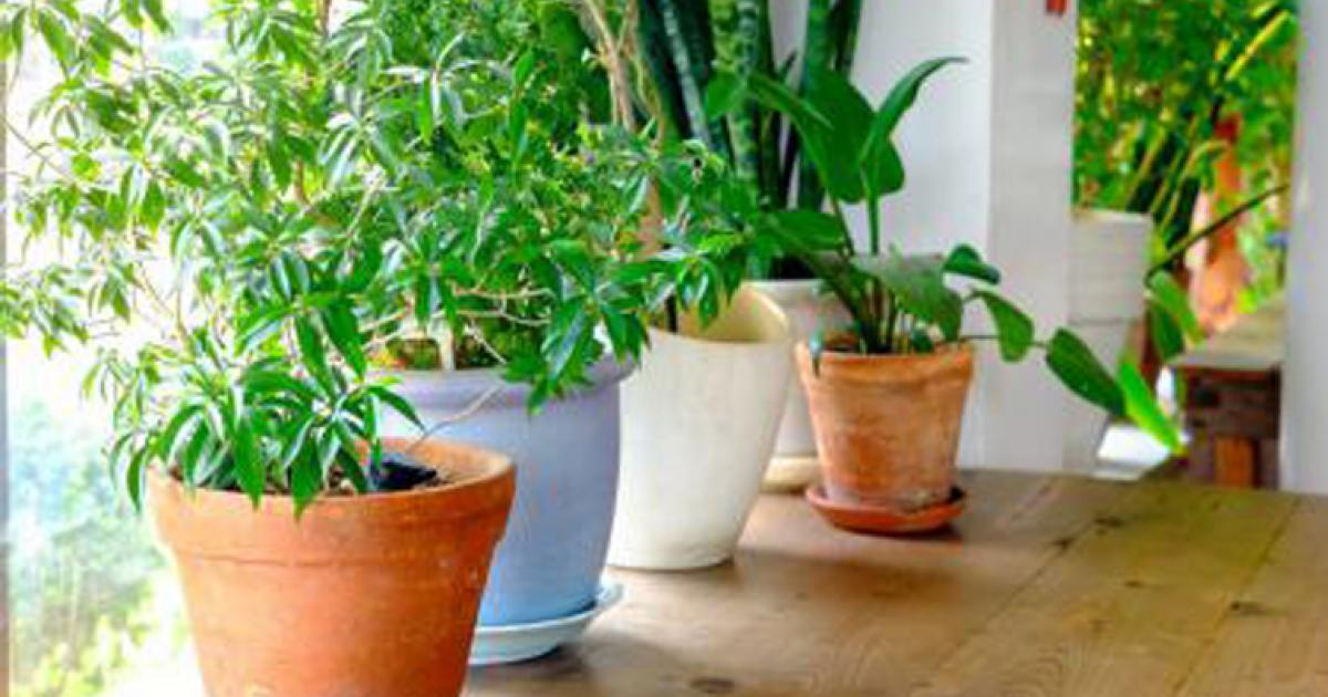 Entretien plantes d'intérieur: conseils faciles