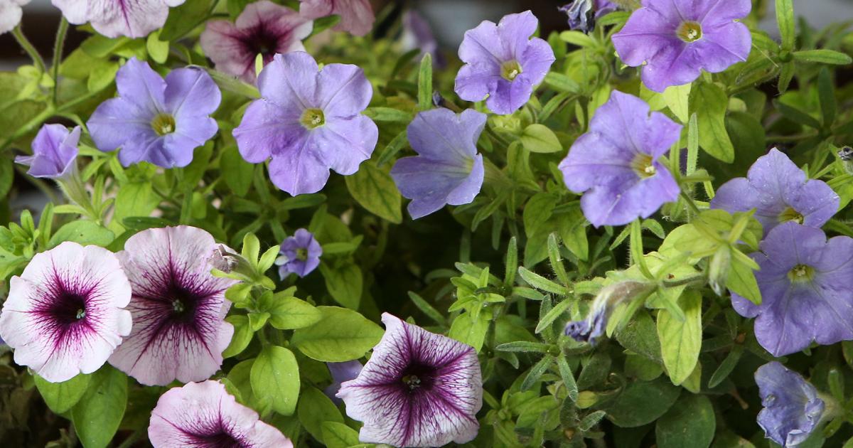 rasenpflege dünger Bio-Flüssigdünger ARENA Support 1L – rasenwelt GmbH