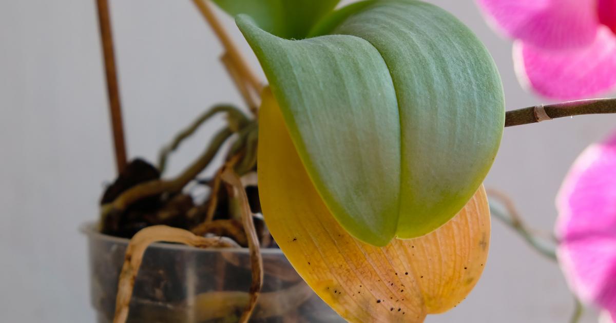 Orchideenpflege: Krankheiten und Schdlinge richtig erkennen