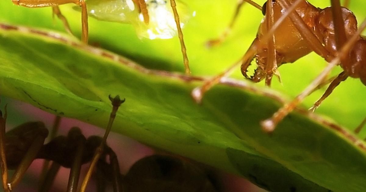 Ameisen Bekampfen Liebe Deinen Garten