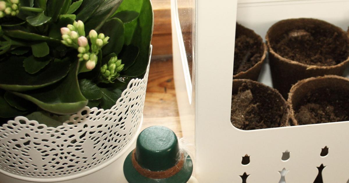 Aussaat Auf Der Fensterbank Liebe Deinen Garten
