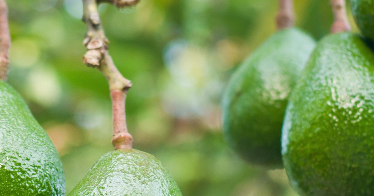 Avocado-Pflanze anbauen & ziehen | Liebe deinen Garten