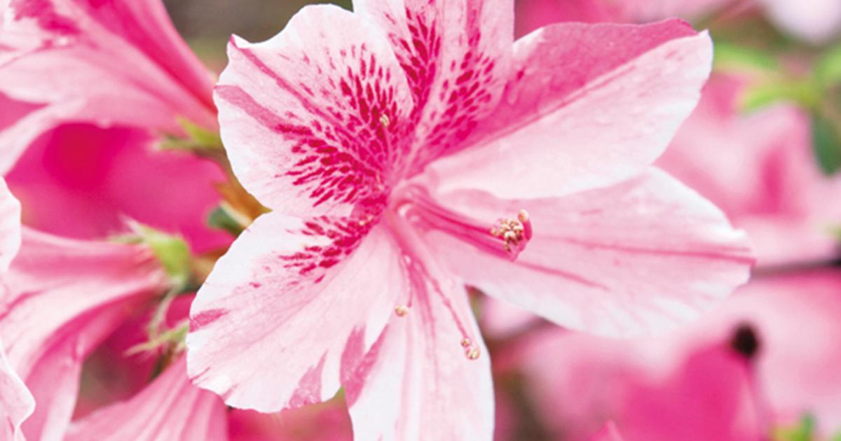 Azaleen | Liebe Deinen Garten DE