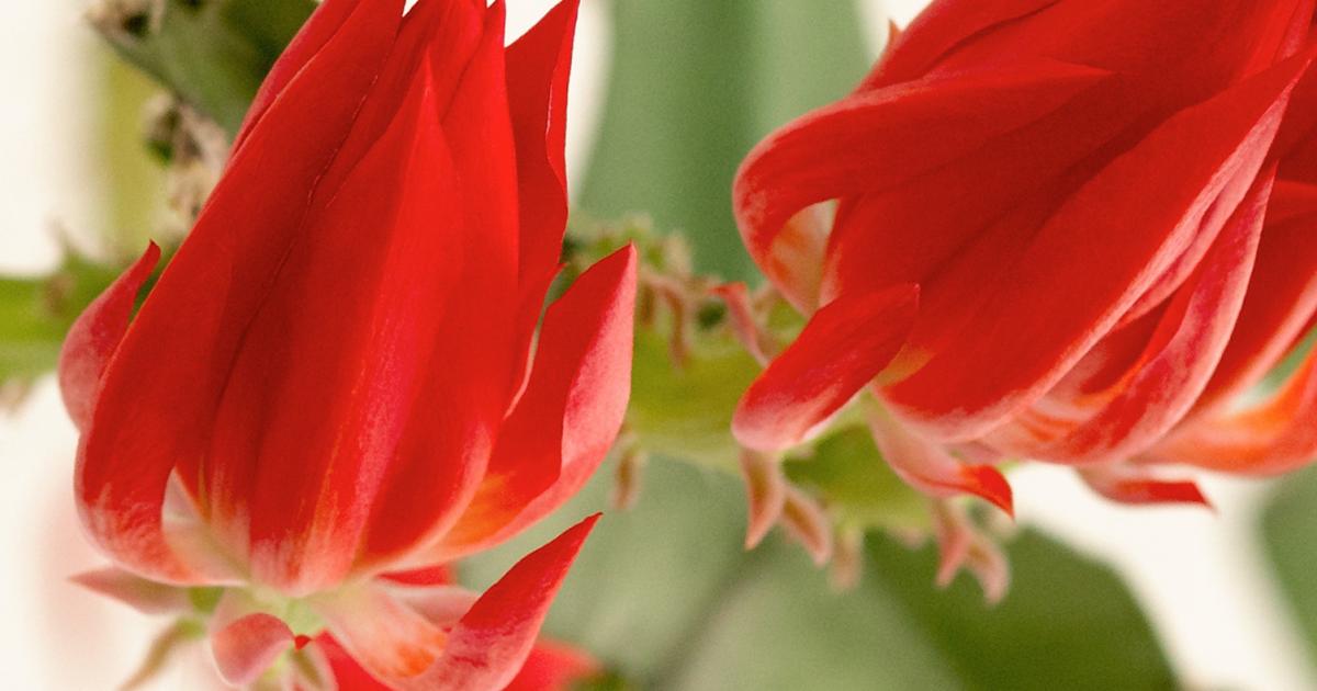 Blattkaktus | Liebe Deinen Garten DE