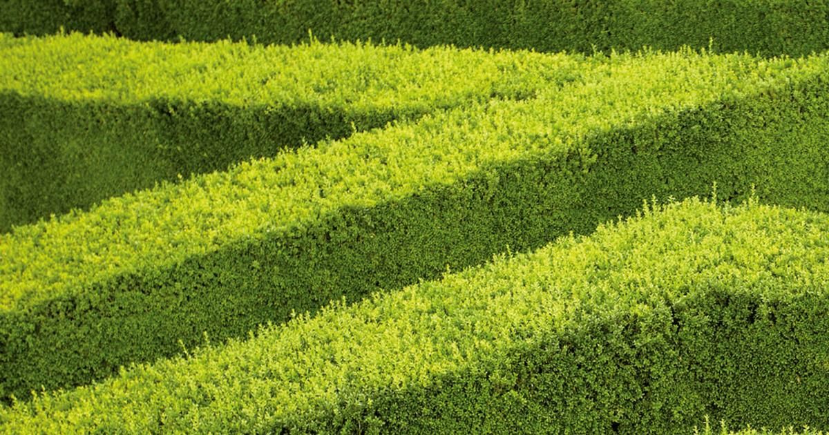Buchsbaum Pflege Fur Den Gartenliebling Liebe Deinen Garten