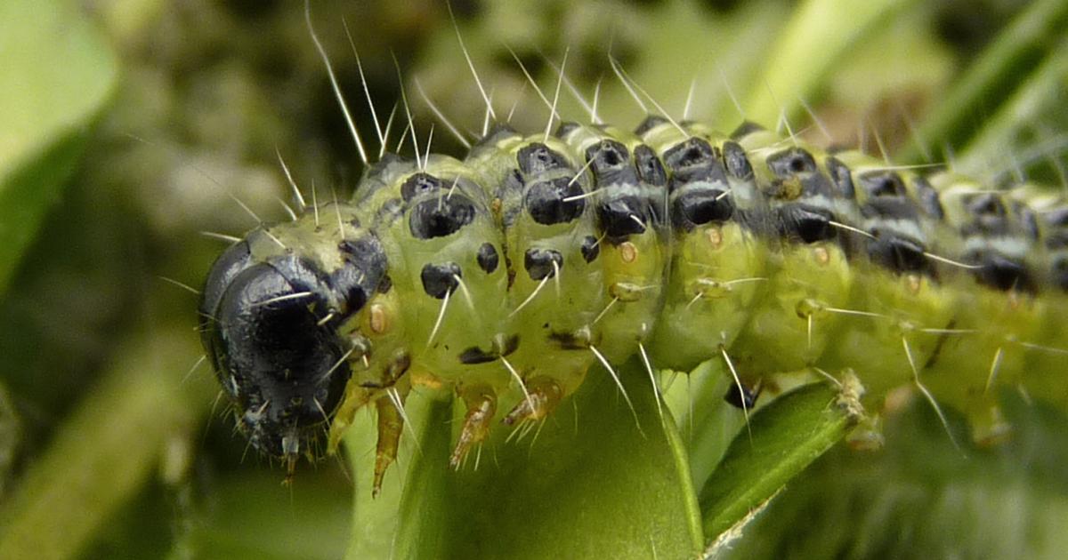 Buchsbaumzünsler – ein ungebetener Gast | Liebe Deinen Garten