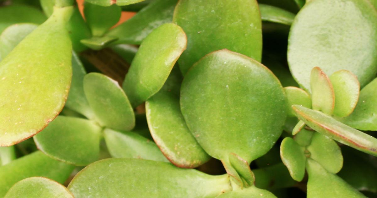 Dickblatt, Geldbaum | Liebe Deinen Garten AT