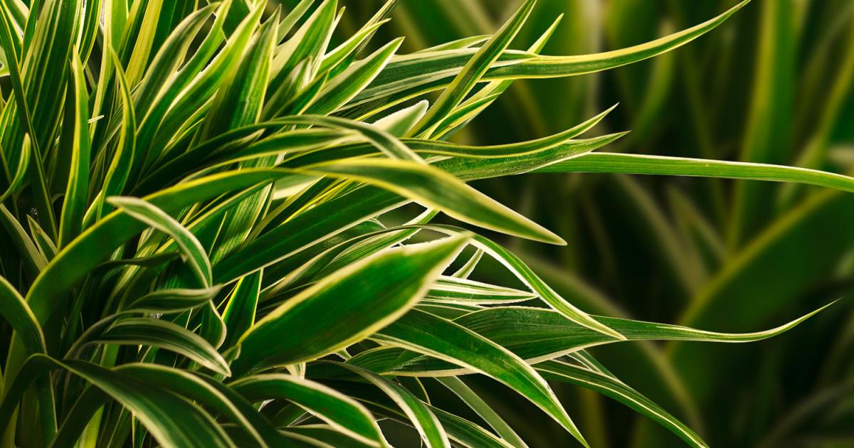 glücksfeder kaufen obi Glücksfeder kaufen | Zamioculcas main image 0
