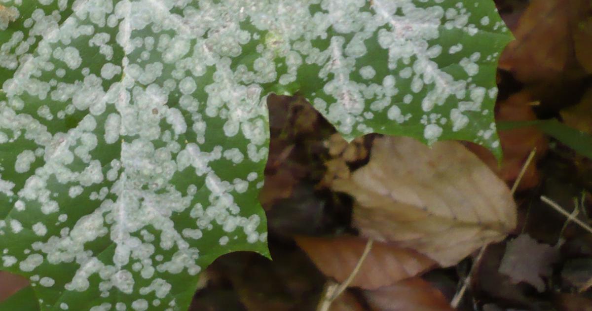 gelbtafeln rhododendron Gelbtafeln (kleinformatig) von Neudorff gegen Trauermücken und Co –  Neudorff Shop