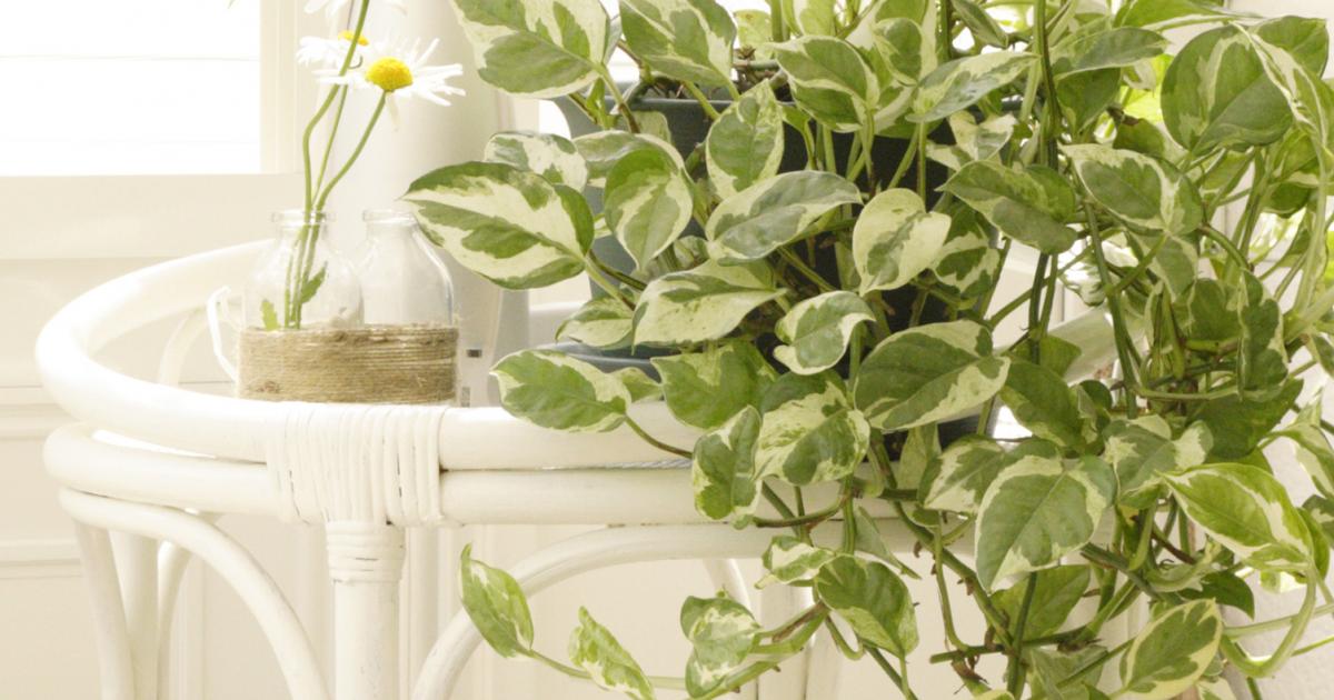Efeutute Standort & Pflege | Liebe Deinen Garten DE