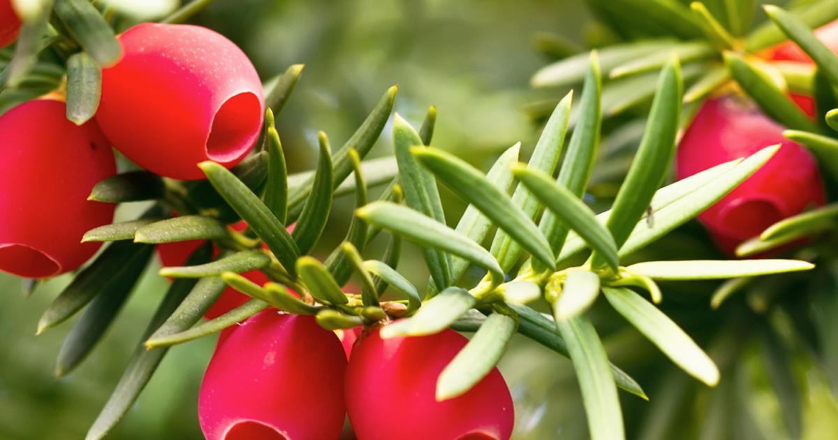 Eibe | Liebe Deinen Garten DE