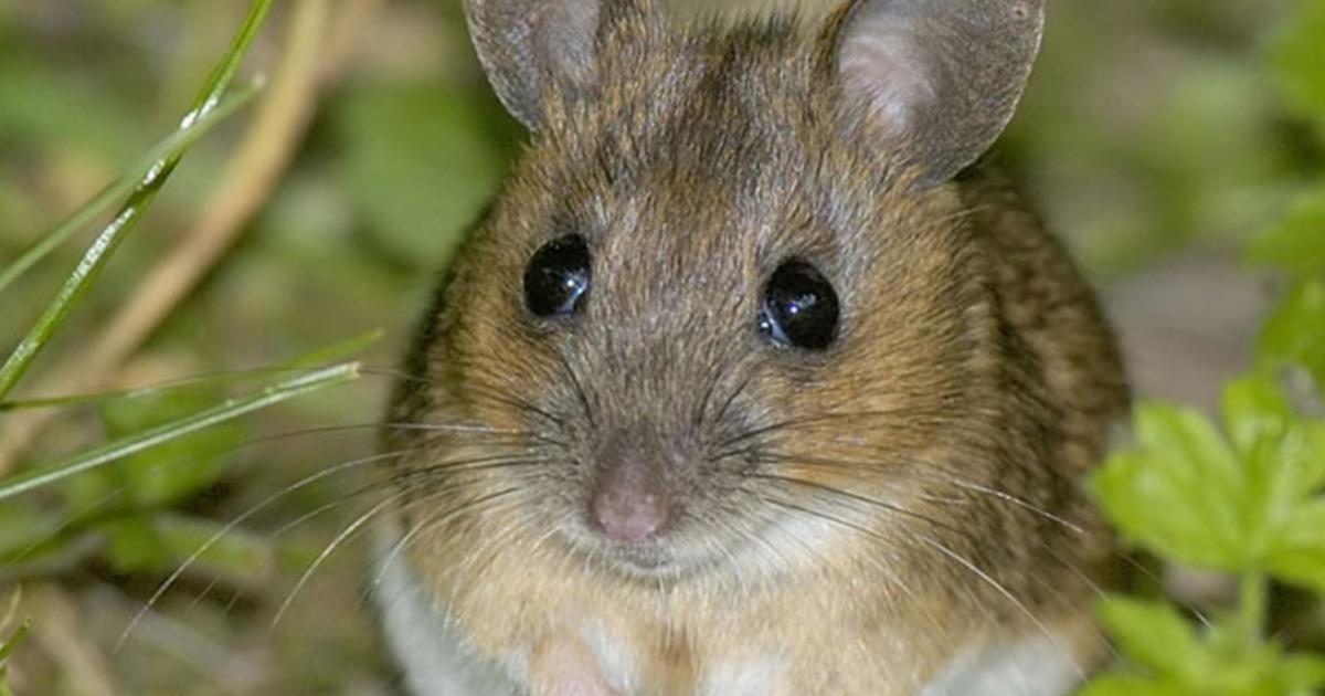 Feldmaus an Gemüse | Liebe Deinen Garten