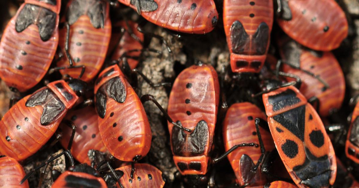 Die Feuerwanze Liebe Deinen Garten