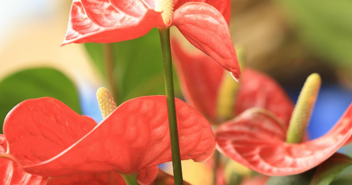 Flamingoblume (Anthurie) Pflege | Liebe Deinen Garten