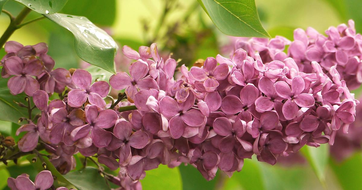 Flieder Liebe Deinen Garten