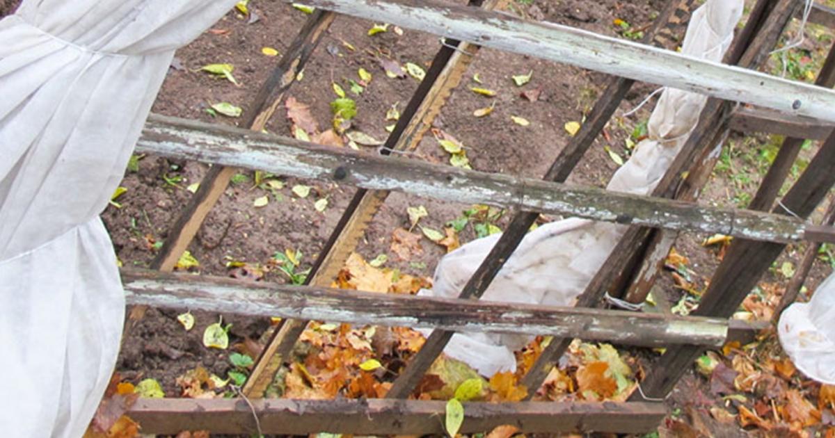 Frostige Zeiten - Pflanzen im Garten pflegen | Liebe ...