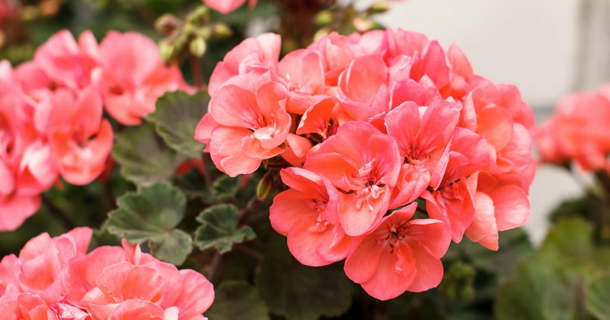 Fruhjahrspflege Fur Geranien Liebe Deinen Garten