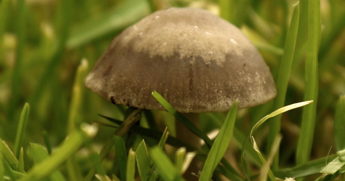 Hutpilze Im Rasen Liebe Deinen Garten