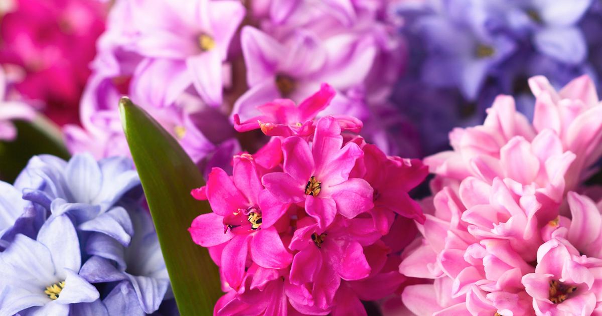 Hyazinthen: Pflege & Tipps | Liebe deinen Garten