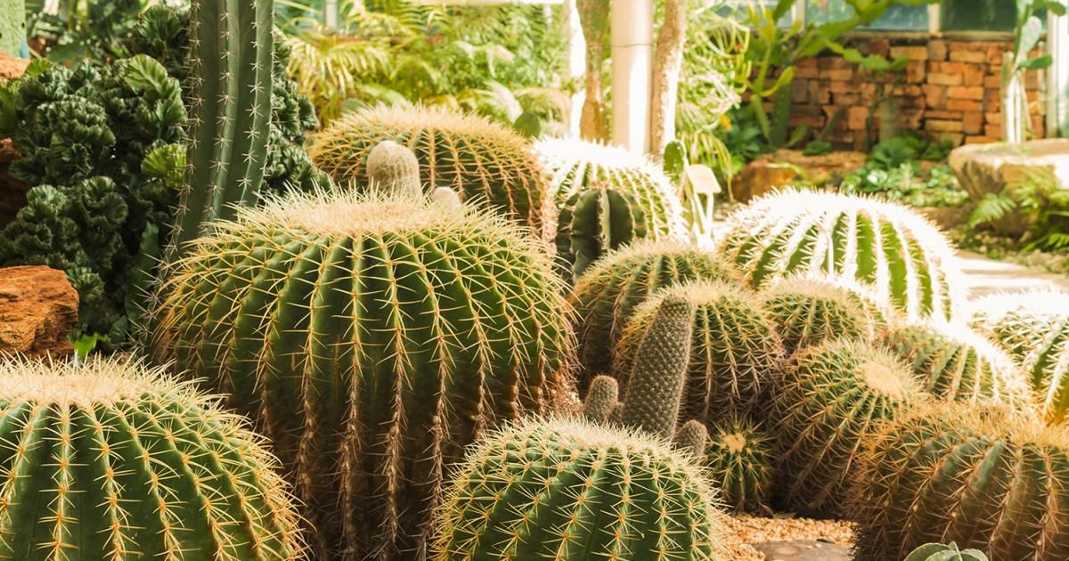 kentia palme giftig für hunde Kentiapalme