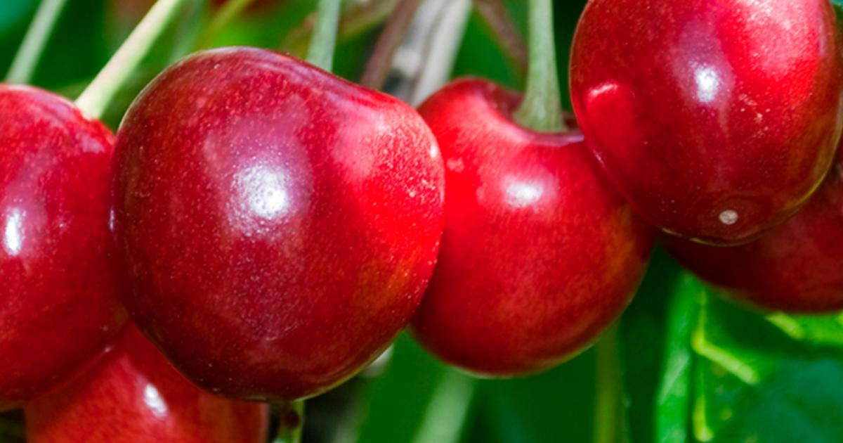 Kirsche Liebe Deinen Garten Kirsche Liebe Deinen Garten