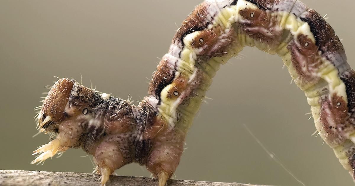 Leimringe Gegen Frostspanner Liebe Deinen Garten