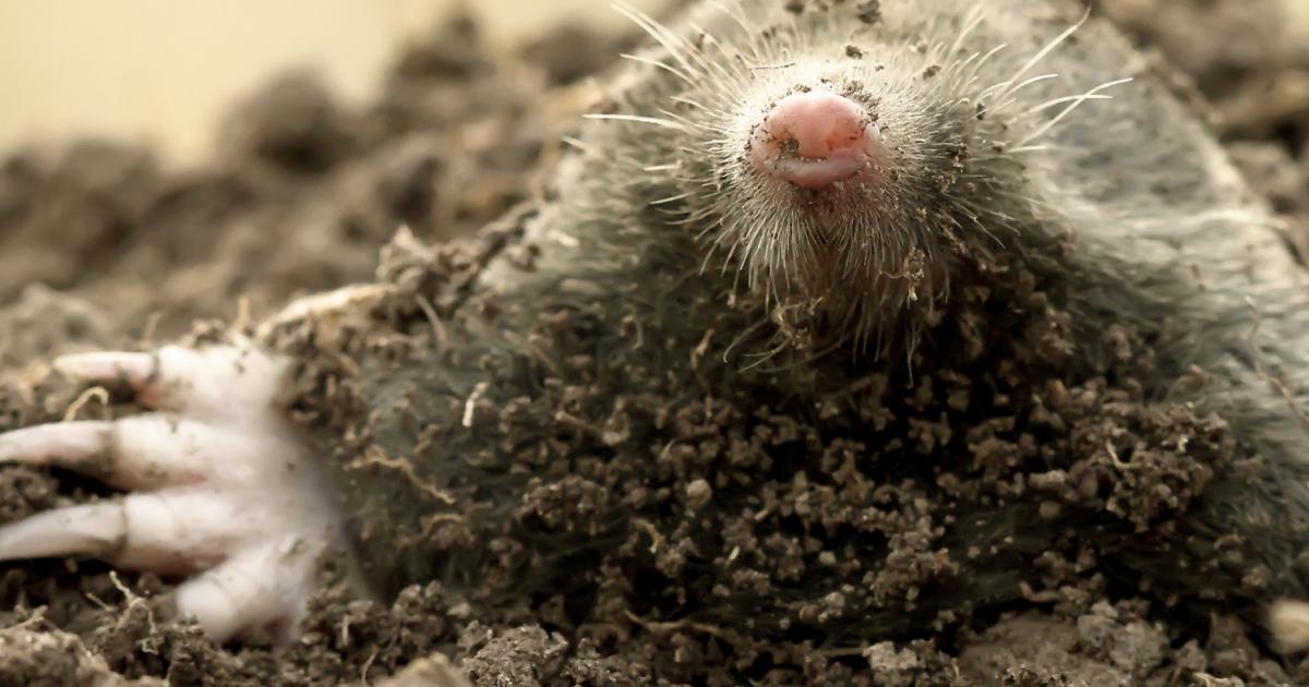 Der Maulwurf Liebe Deinen Garten