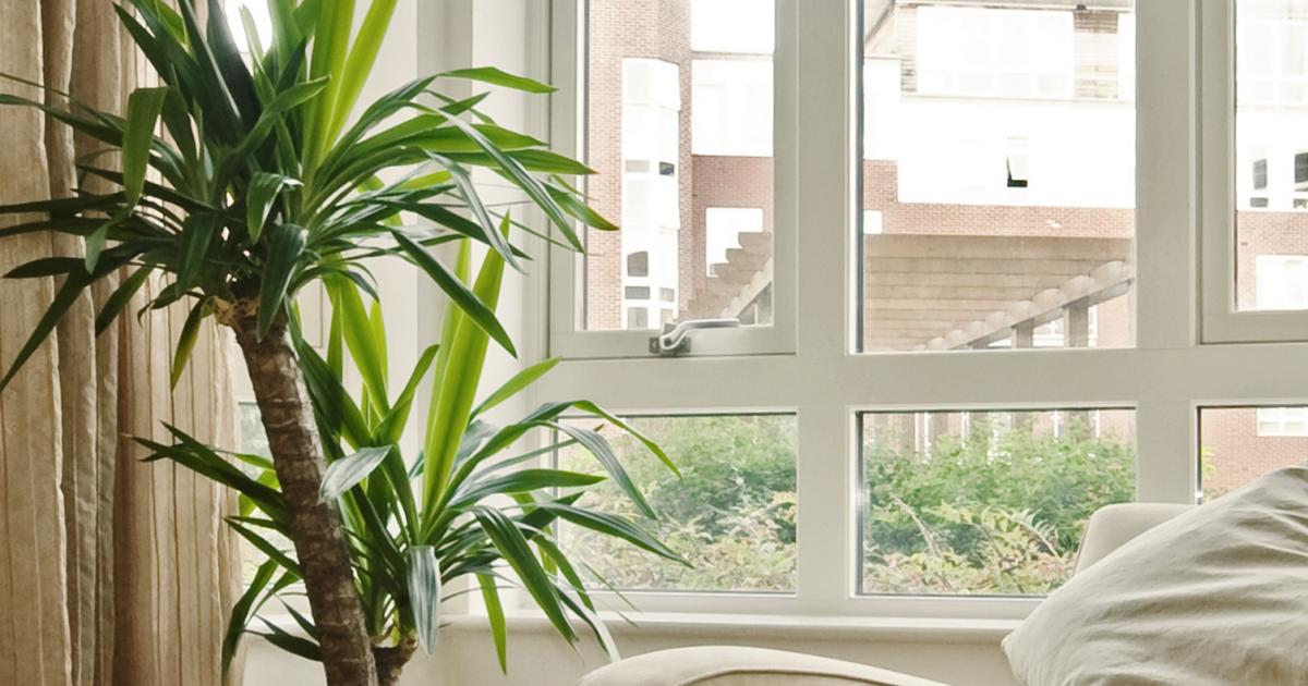 Palmlilie: Pflege & Tipps | Liebe deinen Garten