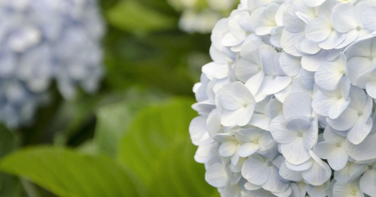 Hortensien Schneiden Pflegen Liebe Deinen Garten