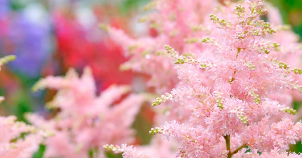 Prachtspiere Liebe Deinen Garten Die astilbe, auch als prachtspiere bezeichnet, erfreut sich nicht nur wegen ihrer unkomplizierten pflege oder wegen ihrer prächtigen, federartigen blüte großer beliebtheit. prachtspiere liebe deinen garten