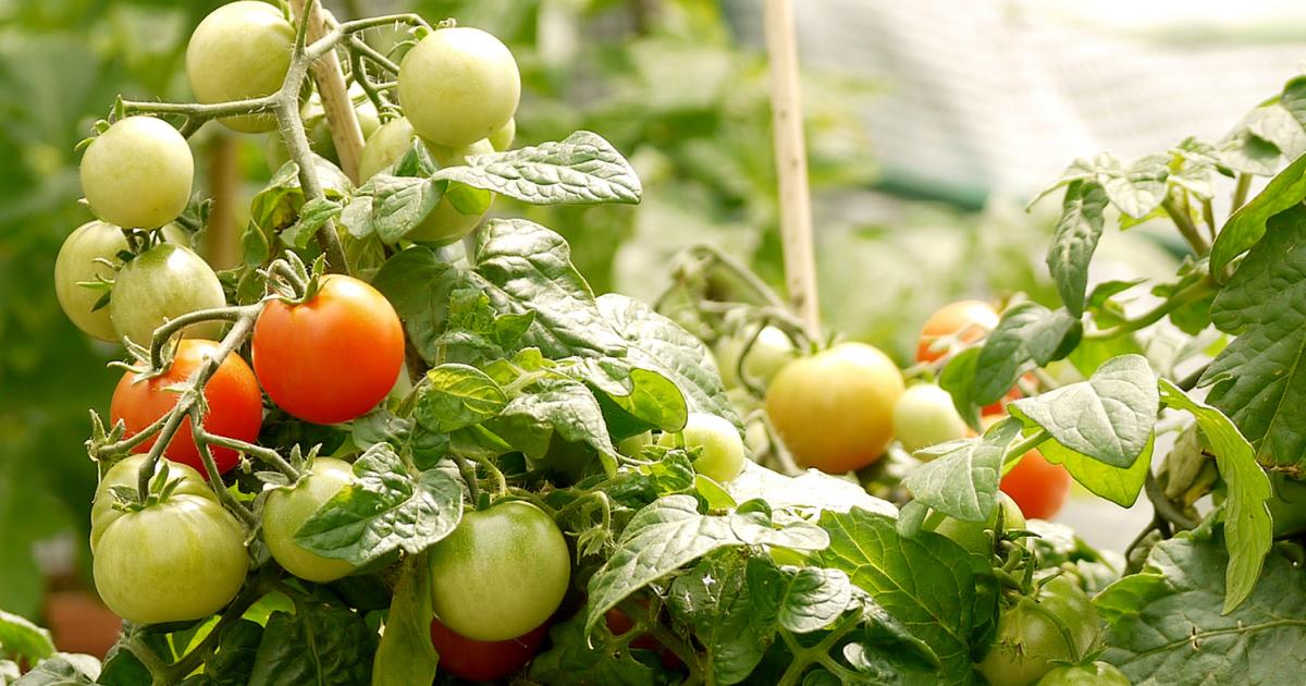 Schllkraut Chelidonium Majus L  Wala Arzneimittel Schllkraut Chelidonium Majus L  Wala Arzneimittel