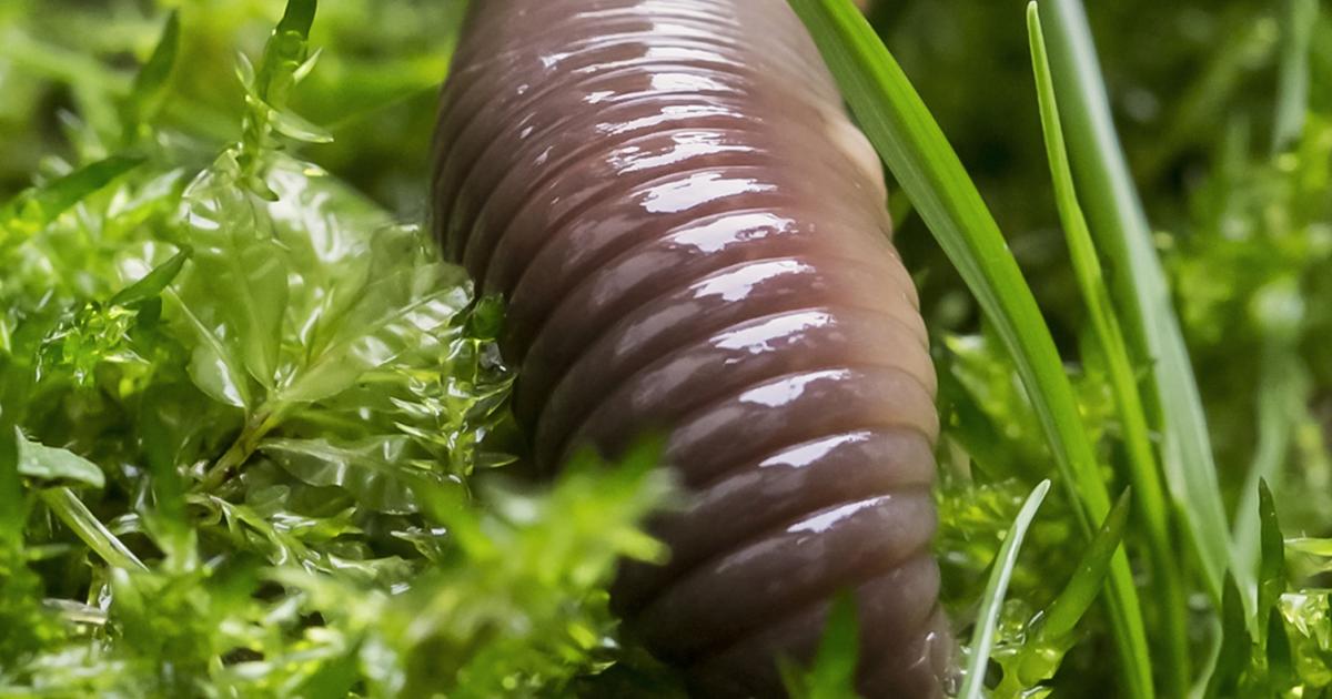 Regenwrmer im Rasen | Liebe Deinen Garten AT