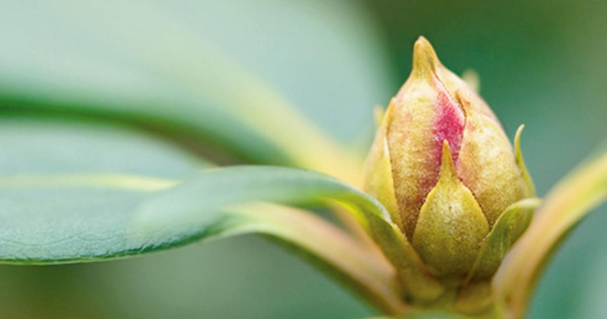Rhododendron  Pflege | Liebe Deinen Garten AT