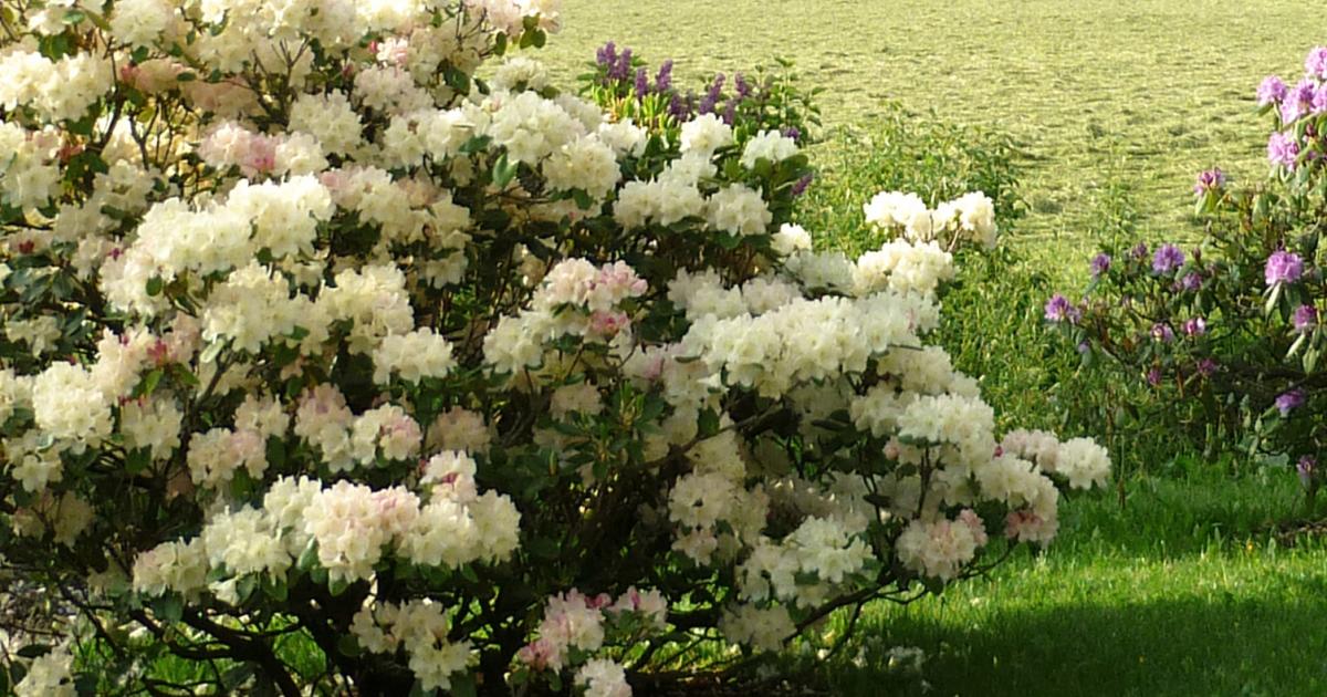 Rhododendron pflanzen und pflegen. Expertenwissen fr dein persnliches  Bltenmeer.