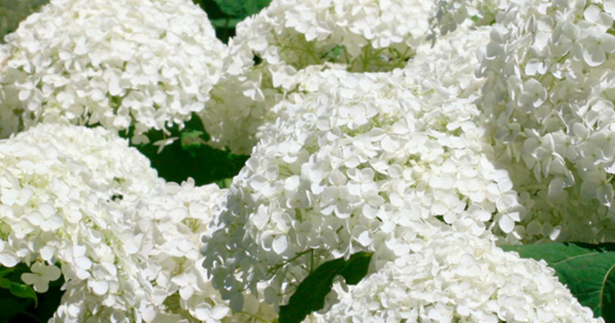 Schneeball | Liebe Deinen Garten DE