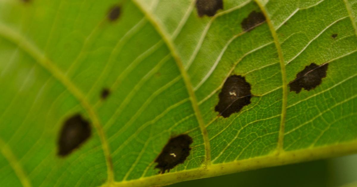 Schrotschuss an Bumen & Struchern | Liebe Deinen Garten DE