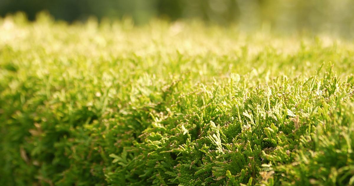 Thuja: Tipps gegen Trockenschaden | liebe deinen garten DE